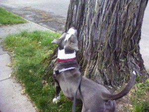 Sacramento dog walker, Sacramento dogwalker, Sacramento petsitters, Sacramento pet sitters