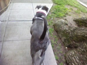 Sacramento dog walker, Sacramento dogwalker, Sacramento petsitters, Sacramento pet sitters