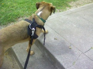 Sacramento dog walker, Sacramento dogwalker, Sacramento dog walking, Sacramento dogwalking