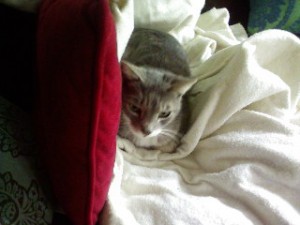 Sacramento cat sitter, Sacramento catsitter, Sacramento catsitting, Sacramento cat sitting