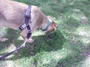 Sacramento dog walker, Sacramento dogwalker, Sacramento petsitters, Sacramento pet sitters