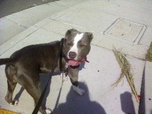 Sacramento dogwalkers, Sacramento dog walkers, Sacramento petsitter, Sacramento pet sitter