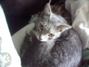 Sacramento cat sitter, Sacramento catsitter, Sacramento cat sitting, Sacramento catsitting