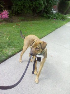 Sacramento dog walker, Sacramento dogwalker, Sacramento dog walkers, Sacramento dogwalkers