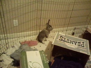 Sacramento bunny sitter, Sacramento rabbit sitter