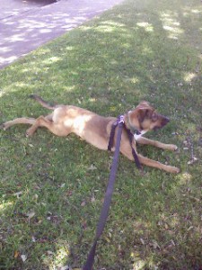 Sacramento dog walker, Sacramento dogwalker, Sacramento dog walkers, Sacramento dogwalkers