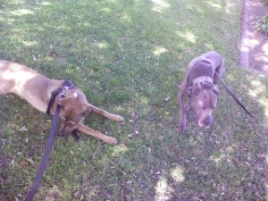 Sacramento dog walker, Sacramento dogwalker, Sacramento dog walkers, Sacramento dogwalkers