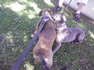 Sacramento dog walker, Sacramento dogwalker, Sacramento dog walkers, Sacramento dogwalkers