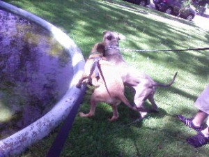 Sacramento dog walker, Sacramento dogwalker, Sacramento dog walkers, Sacramento dogwalkers