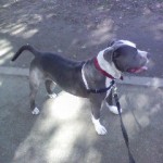 Sacramento dog walker, Sacramento dogwalker, Sacramento pet sitter, Sacramento petsitter