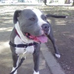 Sacramento dog walkers, Sacramento dogwalkers, Sacramento dogwalking, Sacramento dog walking